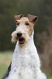 FOX TERRIER 570